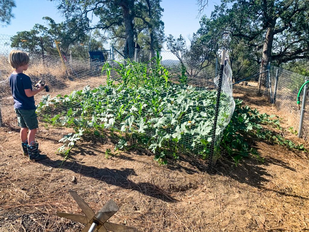 The photo shows kids in the garden. The back of a boy looking at a garden of pumpkins, corn and peas. 